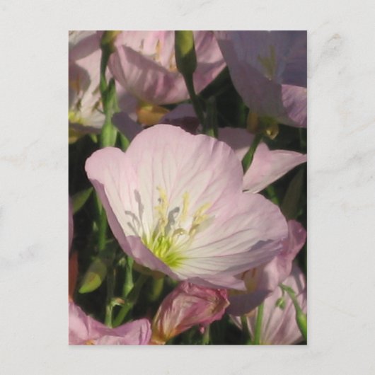 ピンクの花はがき ポストカード (正面)