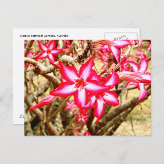 ピンクの花はがき ポストカード (正面/裏面)