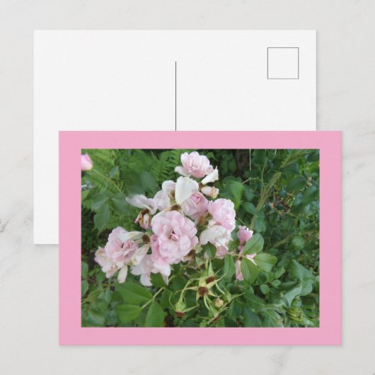 ピンクの花はがき ポストカード (正面/裏面)