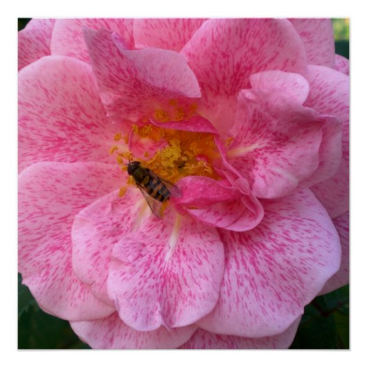ピンクの花はシャワー蜂愛運命の活気付きます ポスター (正面)