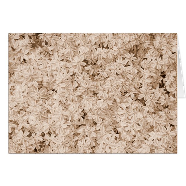 ピンクの花びら (正面横)