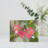 ピンクの花を咲かせるボケの輝き ポストカード (スタンド正面)