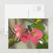 ピンクの花を咲かせるボケの輝き ポストカード (正面/裏面)