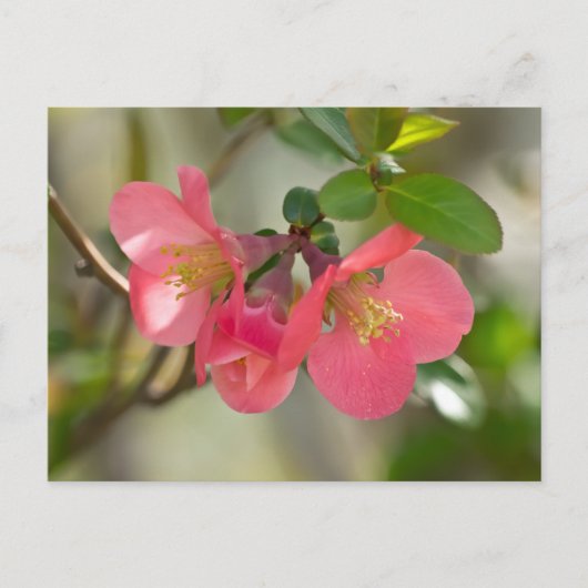 ピンクの花を咲かせるボケの輝き ポストカード (正面)