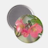 ピンクの花を咲かせるボケの輝き マグネット (正面/裏面)
