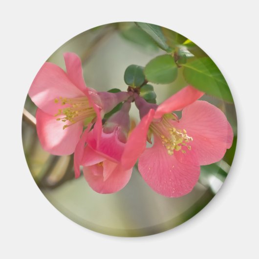 ピンクの花を咲かせるボケの輝き マグネット (正面)