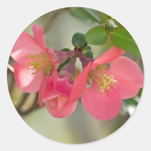 ピンクの花を咲かせるボケの輝き ラウンドシール (正面)