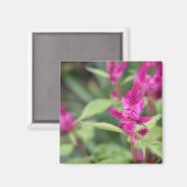 ピンクの花セロシアガーデン自然写真 マグネット (正面/裏面)