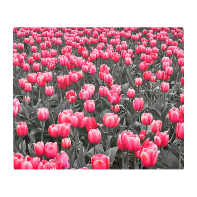 ピンクの花ミニマル選択カラーフォトアート メタルプリント (正面)