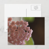 ピンクの花写真 ポストカード (正面/裏面)