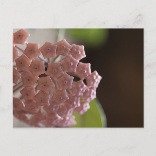 ピンクの花写真 ポストカード (正面)