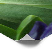 ピンクの花弁のチューリップは葉2ポスター ポスター (角)