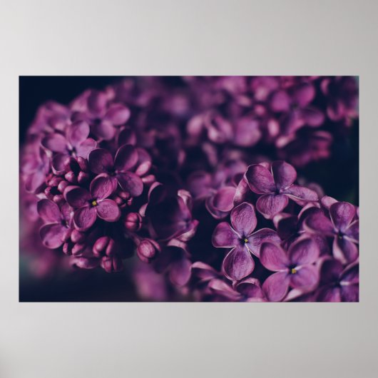 ピンクの花弁を持つ花 ポスター (正面)