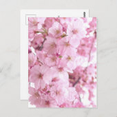 ピンクの花日本のさくらんぼ ポストカード (正面/裏面)