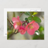 ピンクの花梨の輝き ポストカード (正面/裏面)