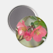 ピンクの花梨の輝き マグネット (正面/裏面)