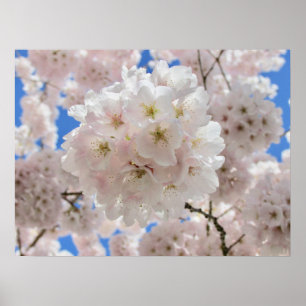 ピンクの花玉 ポスター