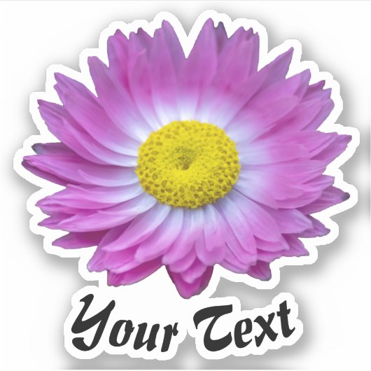 ピンクの花花びらで、黄色のスタンプが春st シール (正面)