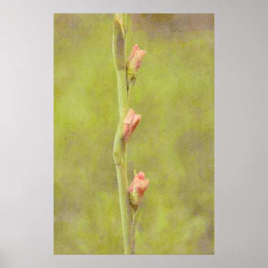 ピンクの花芽グラジオラスのアートポスター ポスター (正面)