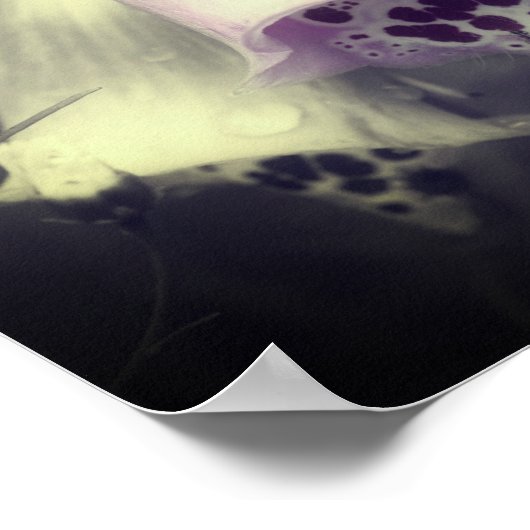 ピンクの花袋花の黒と白の部分色 ポスター (角)