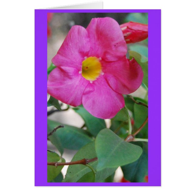 ピンクの花 (正面)