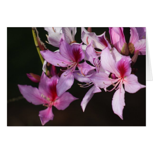 ピンクの花 (正面横)