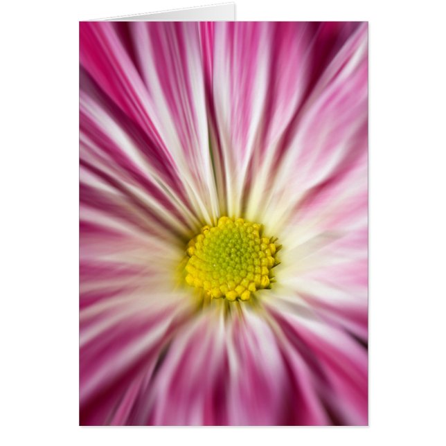 ピンクの花 (正面)