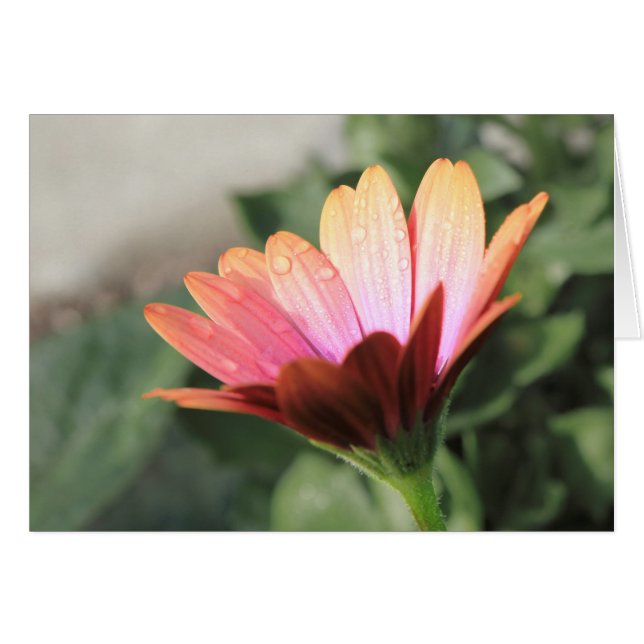 ピンクの花 (正面横)