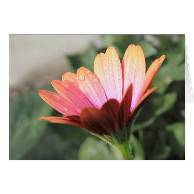 ピンクの花 (正面横)