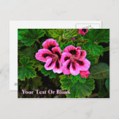 ピンクの花1 ポストカード (正面/裏面)