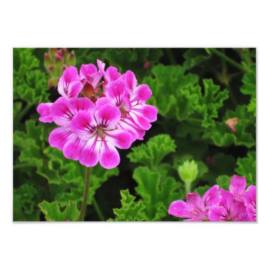 ピンクの花 –  フォトプリント            (正面)