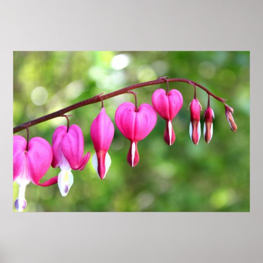 ピンクの花 ポスター (正面)