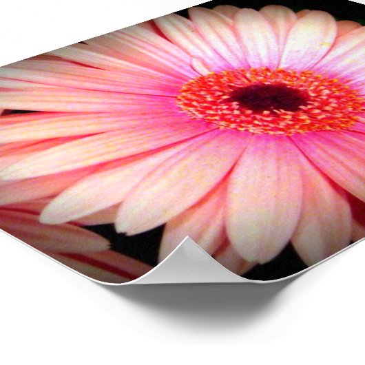 ピンクの花 ポスター (角)