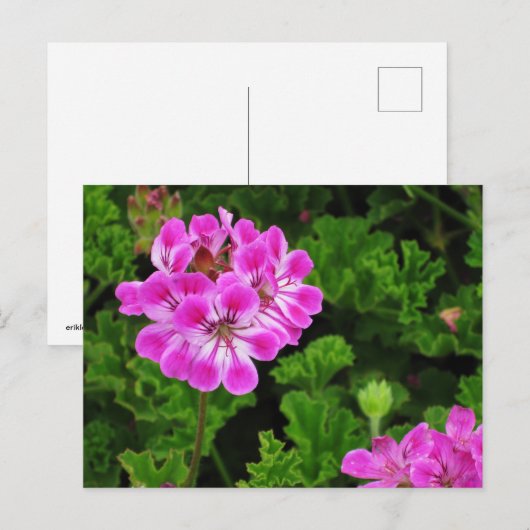 ピンクの花 ポストカード (正面/裏面)