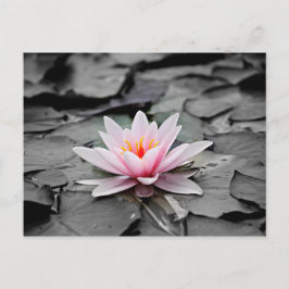 ピンクの花 ポストカード