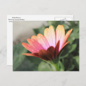 ピンクの花 ポストカード (正面/裏面)