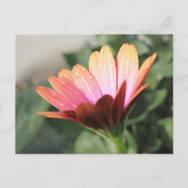 ピンクの花 ポストカード