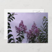 ピンクの花 ポストカード (正面/裏面)