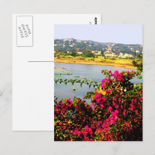 ピンクの花 ポストカード (正面/裏面)