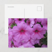 ピンクの花 ポストカード (正面/裏面)