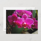 ピンクの花 ポストカード (正面/裏面)