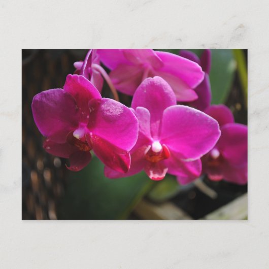 ピンクの花 ポストカード (正面)