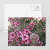 ピンクの花 ポストカード (正面/裏面)