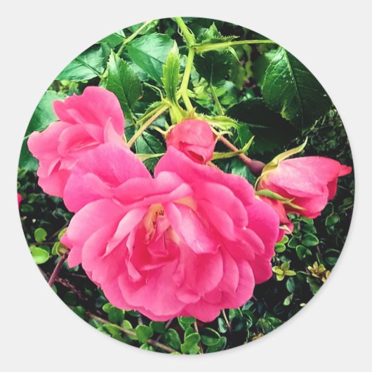 ピンクの花 ラウンドシール (正面)