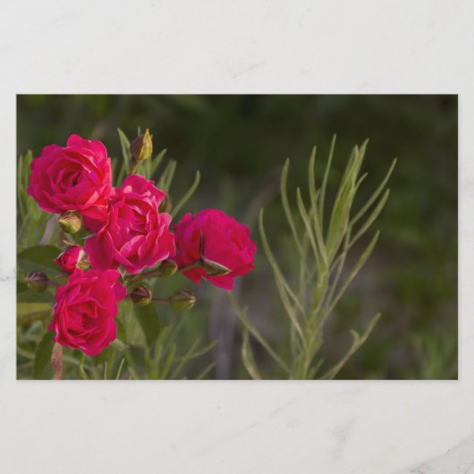 ピンクの花 便箋 (正面)