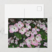 ピンクの花DIYはがき ポストカード (正面/裏面)
