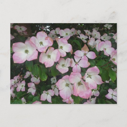 ピンクの花DIYはがき ポストカード (正面)