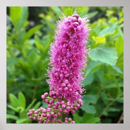 ピンクの芽 ポスター (正面)