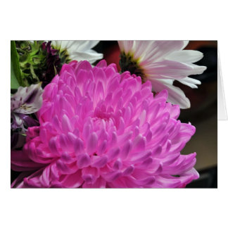 ピンクの菊