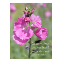 ピンクの葵の賞賛